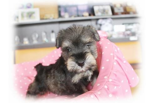 成約済の大阪府のミニチュアシュナウザー-34914の5枚目