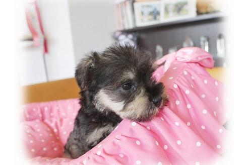 成約済の大阪府のミニチュアシュナウザー-34914の1枚目