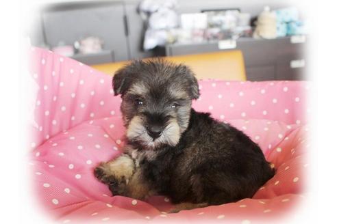 成約済の大阪府のミニチュアシュナウザー-34914の2枚目