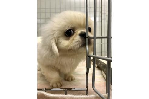 成約済の大分県のペキニーズ-34929の3枚目