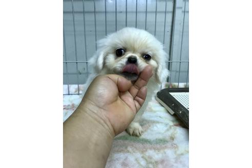 成約済の大分県のペキニーズ-34929の2枚目