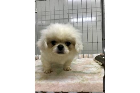 成約済の大分県のペキニーズ-34929の1枚目