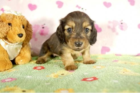 成約済の兵庫県のミニチュアダックスフンド-34948の2枚目