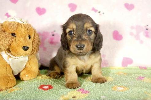 成約済の兵庫県のミニチュアダックスフンド-34948の3枚目