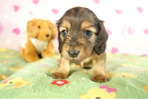 成約済の兵庫県のミニチュアダックスフンド-34948の4枚目