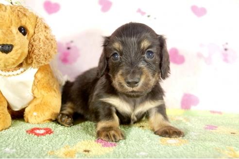 成約済の兵庫県のミニチュアダックスフンド-34949の2枚目