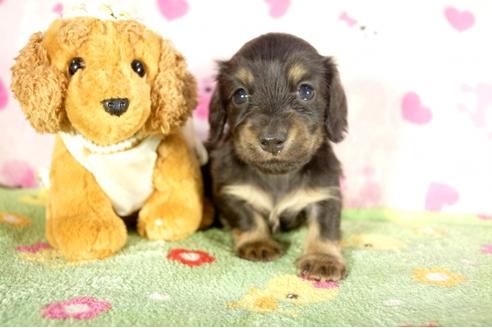 成約済の兵庫県のミニチュアダックスフンド-34949の3枚目