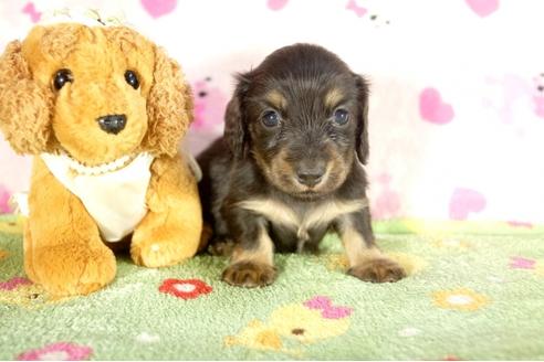 成約済の兵庫県のミニチュアダックスフンド-34949の4枚目