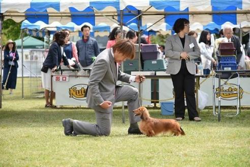 成約済の兵庫県のミニチュアダックスフンド-34949の1枚目