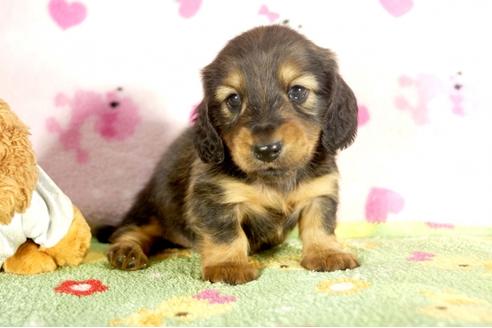 成約済の兵庫県のミニチュアダックスフンド-34950の3枚目