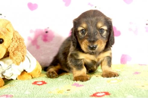 成約済の兵庫県のミニチュアダックスフンド-34950の4枚目