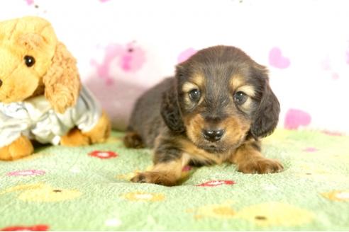 成約済の兵庫県のミニチュアダックスフンド-34950の1枚目