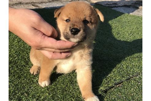 成約済の長崎県の柴犬-34956の2枚目