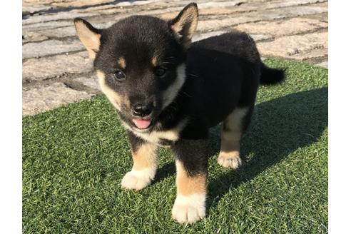 成約済の長崎県の柴犬-34433の2枚目