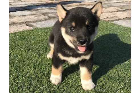 成約済の長崎県の柴犬-34433の3枚目