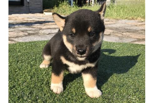 成約済の長崎県の柴犬-34433の1枚目