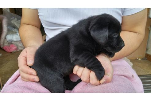 成約済の茨城県のラブラドールレトリーバー-34962の2枚目