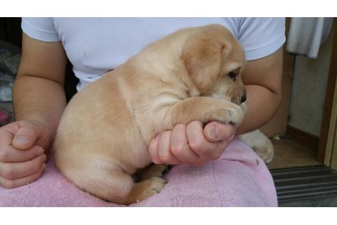 成約済の茨城県のラブラドールレトリーバー-34964の2枚目