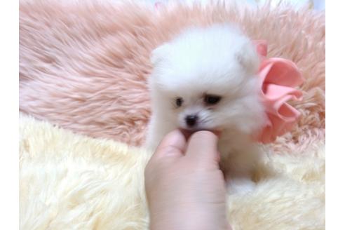 成約済の愛知県のポメラニアン-34970の1枚目
