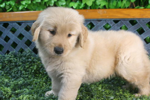 成約済の京都府のゴールデンレトリーバー-34128の3枚目