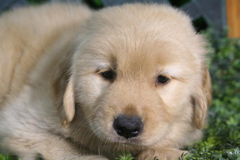 成約済の京都府のゴールデンレトリーバー-34128の2枚目