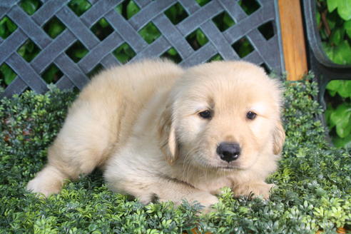 成約済の京都府のゴールデンレトリーバー-34128の1枚目