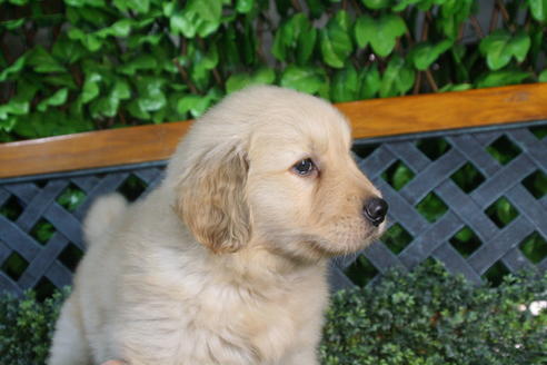 成約済の京都府のゴールデンレトリーバー-34127の2枚目