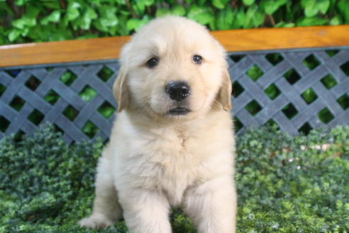 成約済の京都府のゴールデンレトリーバー-34127の1枚目