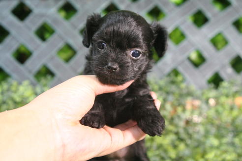 成約済の京都府のチワプー:チワワ×トイプードル-34981の4枚目