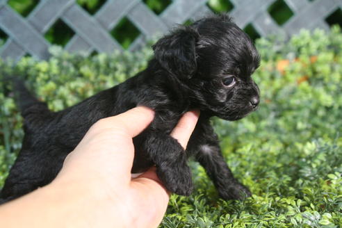 成約済の京都府のチワプー:チワワ×トイプードル-34981の3枚目