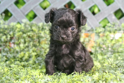 成約済の京都府のチワプー:チワワ×トイプードル-34981の2枚目