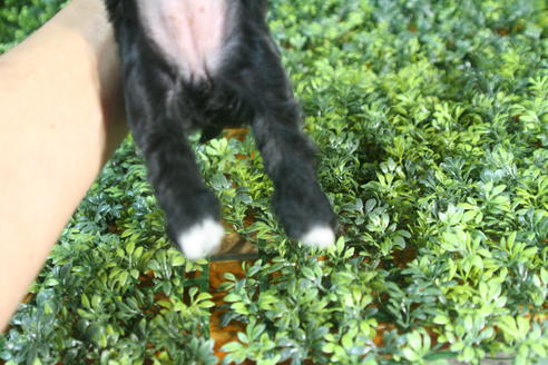 成約済の京都府のチワプー:チワワ×トイプードル-34981の1枚目