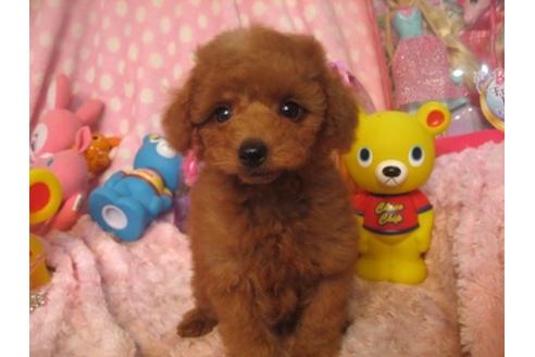 成約済の静岡県のミックス犬-34984の5枚目