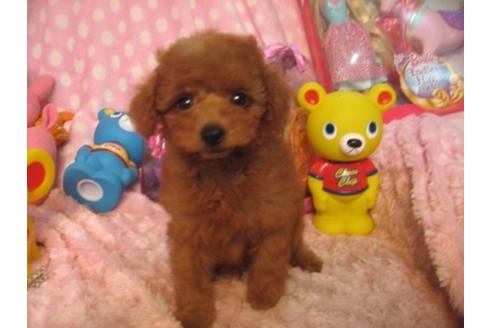 成約済の静岡県のミックス犬-34984の2枚目