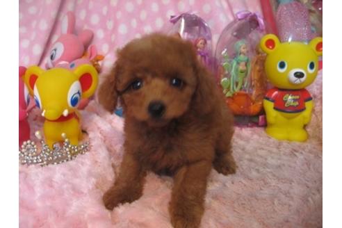 成約済の静岡県のミックス犬-34984の3枚目