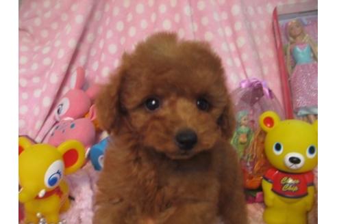 成約済の静岡県のミックス犬-34984の4枚目