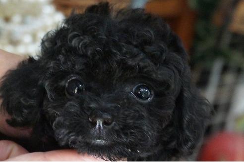 成約済の京都府のトイプードル-34985の3枚目