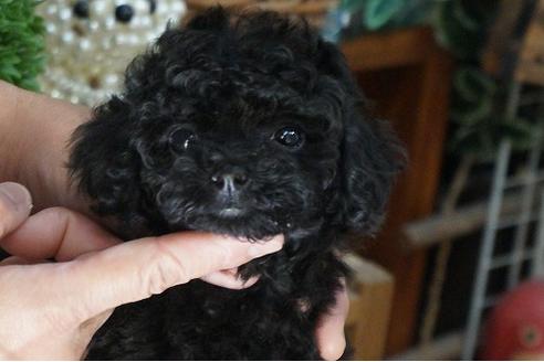 成約済の京都府のトイプードル-34985の1枚目