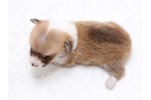 成約済の栃木県のウェルシュコーギーペンブローク-34989の3枚目