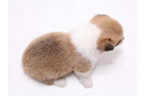 成約済の栃木県のウェルシュコーギーペンブローク-34990の2枚目