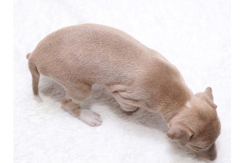 成約済の栃木県のイタリアングレーハウンド(イタグレ)-34991の1枚目