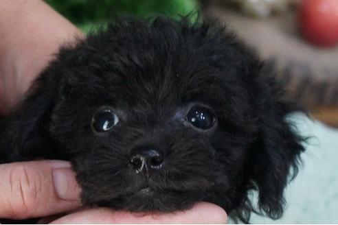 成約済の京都府のトイプードル-35002の3枚目