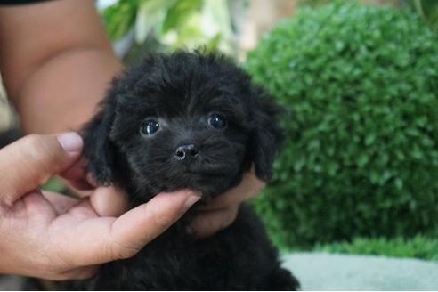 成約済の京都府のトイプードル-35002の2枚目