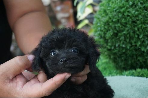 成約済の京都府のトイプードル-35002の1枚目