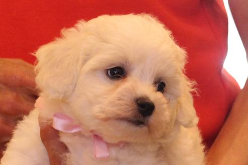 成約済の愛知県のビションフリーゼ-33901の4枚目