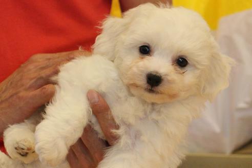 成約済の愛知県のビションフリーゼ-33901の3枚目