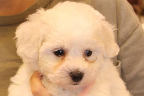 成約済の愛知県のビションフリーゼ-33901の2枚目