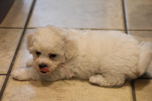 成約済の愛知県のビションフリーゼ-33901の1枚目