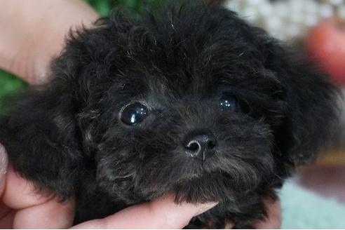 成約済の京都府のトイプードル-35004の3枚目