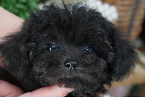 成約済の京都府のトイプードル-35004の2枚目